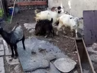 Goat, Goats — photo 3