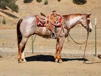घोड़ा, National Show Horse — फ़ोटो 1