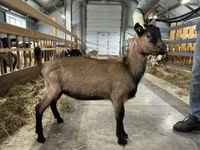 Ziegenbock, Alpine goat — Foto 2