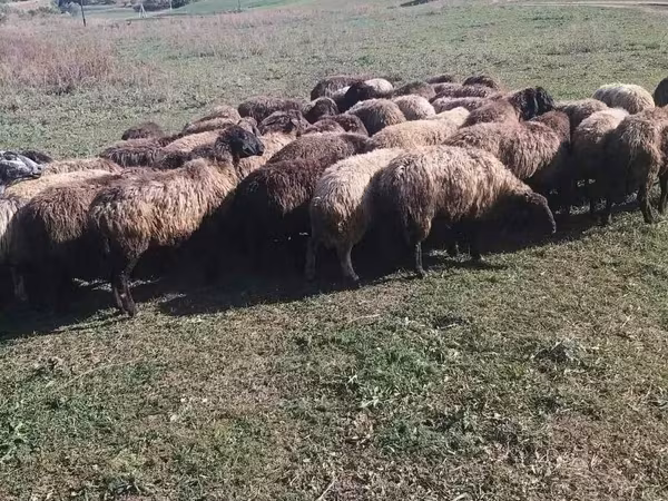 Berbec, Oi — Republica Moldova