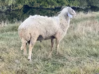 Qoç, Karakul sheep — foto 3