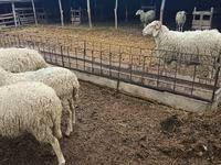 Ram, Sheep — photo 1