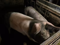 母猪, Pigs — 照片 4
