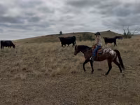 Cal, Horses of Sable Island — foto 6