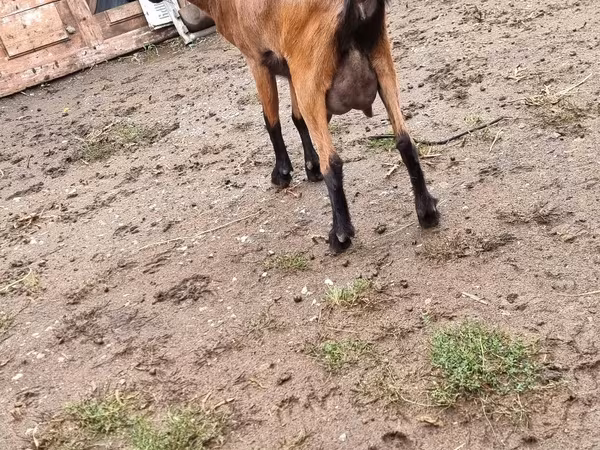 Ziege, Ziegen