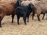 Berbec, Edilbay sheep — foto 5