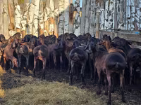 Widder, Hissar sheep — Foto 4