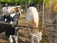 Vaca, Bovinos — foto 2
