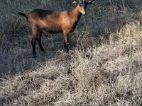 母山羊, Goats — 照片 1
