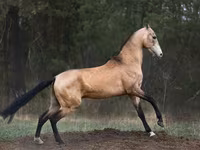 At, Akhal-Teke — foto 2
