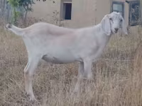 बकरा, बकरियाँ — फ़ोटो 1