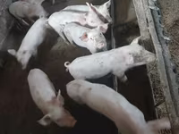 Scroafă, Porci — foto 4