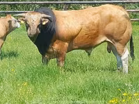Toro, Partenaise cattle — foto 4