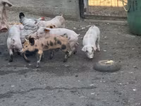 母猪, Pigs — 照片 2