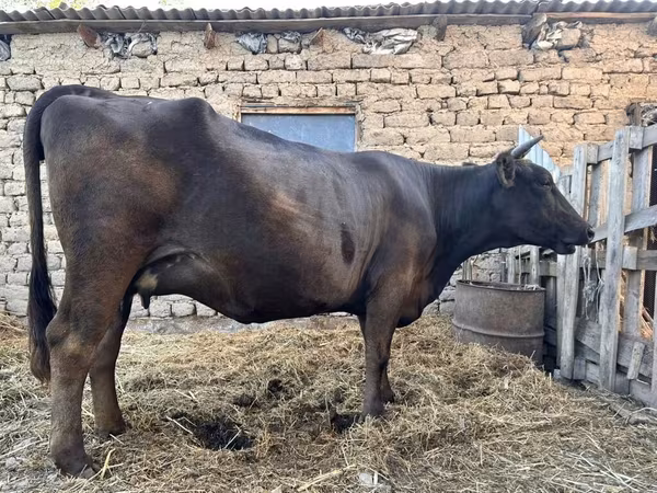 بقرة, Ukrainian Brown Dairy Cattle
