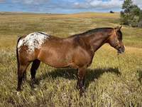 Cal, Horses of Sable Island — foto 1