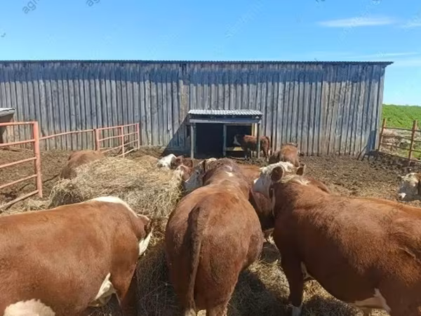 Бык, Герефорд
