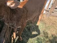 Vacă, Rasa Jersey — foto 5