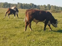 Bulle, Yaroslavl cattle — Foto 4