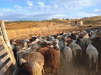 母羊, Sheep — 照片 1