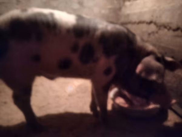 Boar, Миргородская