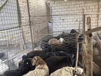 Brebis, Moutons — photo 2
