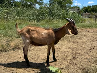 Boucs, Nubian Goat — photo 5