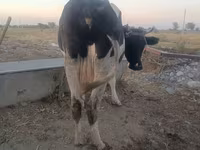 母牛, Holstein breed — 照片 1