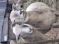 Berbec, Katum sheep — foto 5