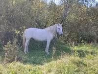 فرس, Orlov Trotter — الصورة 6