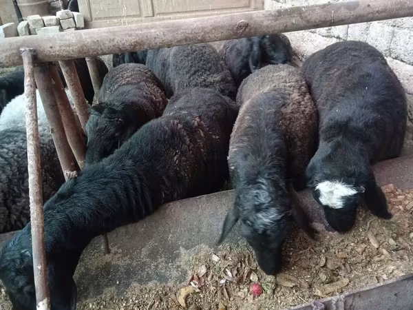 كبش, Rhon sheep