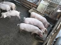 Vier, Porci — foto 1
