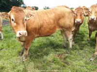 Kuh, Limousin-Kuh — Foto 6