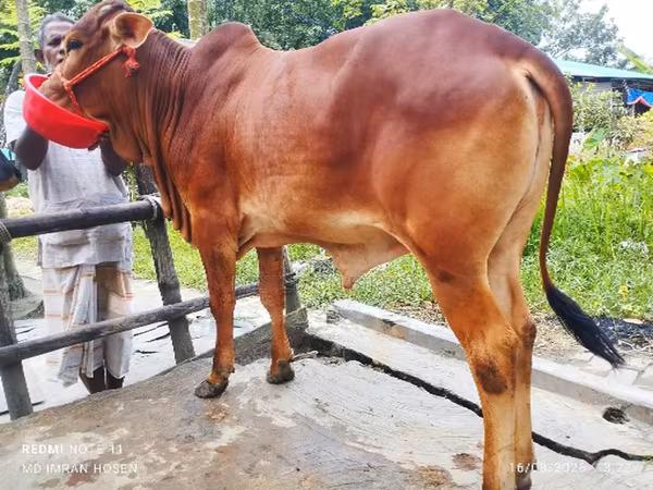 Vache, Bovins