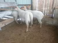 Oaie, Baerchuke sheep — foto 1