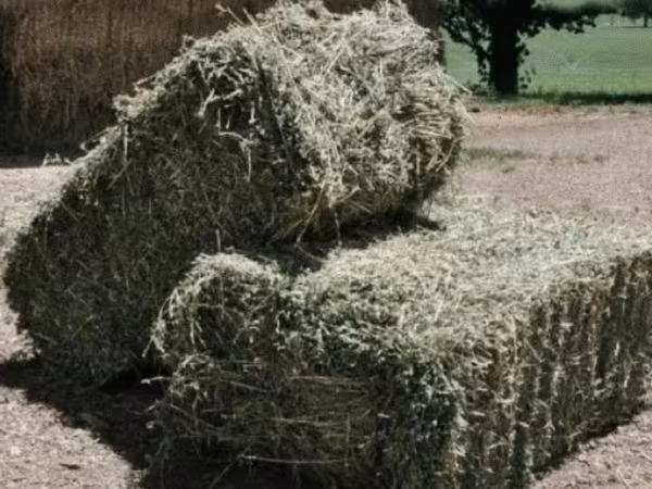 Тюки из сена
