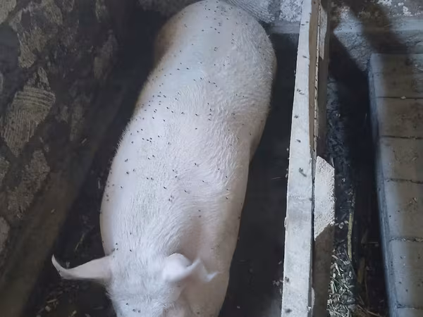 公猪, Pigs — 摩尔多瓦