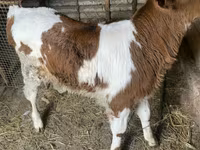 Bull, Cattle — photo 2