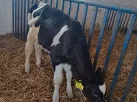 Vacă, Rasa Holstein — foto 3