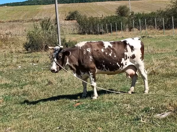 Vaca, Ganado vacuno — Moldavia