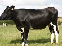İnək, Russian Black pied cattle — foto 3