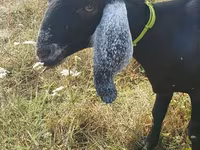 Cabra, Nubian Goat — foto 5