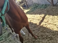 Cal, Arabian horse — foto 7
