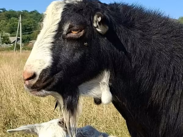 Keçi, LaMancha goats
