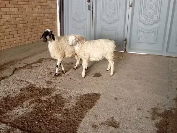 Bode, Cabras