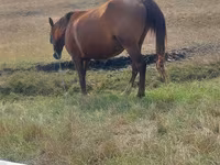 Égua, Cavalos — foto 2