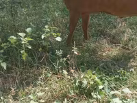बकरा, बकरियाँ — फ़ोटो 4
