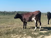 母牛, Cattle — 照片 2