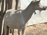 Capră, LaMancha goats — foto 1