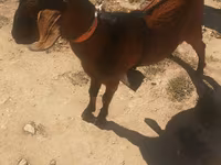 Ziegenbock, Nubian Goat — Foto 1
